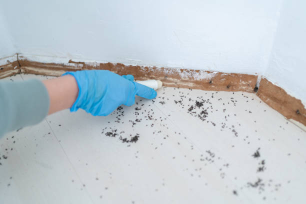 Best Affordable Pest Control Services  in Langdon, ND